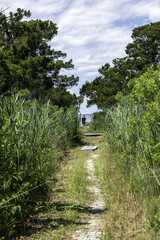 2022-06-28 Island Beach SP-SA