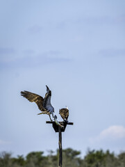 2022-06-28 Island Beach SP-SO