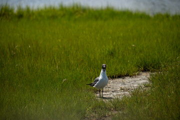 2022-06-28 Island Beach SP-SO