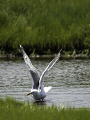 2022-06-28 Island Beach SP-SO