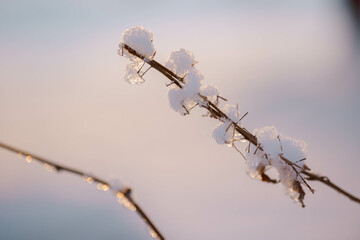 Beautiful winter landscape with field of white snow and tree branches in hoarfrost at sunset frosty...