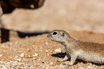 Round tailed ground squirrel, xerospermophilus tereticaudus, in the Sonoran Desert. A cute rodent grooming and foraging for food in the American Southwest. Cute wildlife, Pima County, Tucson, Arizona.