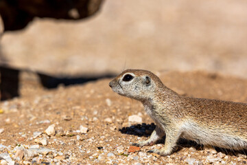 Round tailed ground squirrel, xerospermophilus tereticaudus, in the Sonoran Desert. A cute rodent grooming and foraging for food in the American Southwest. Cute wildlife, Pima County, Tucson, Arizona.