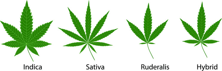 Fototapeta Cannabis sativa, indica ruderalis and hybrid  leaves on white background. obraz