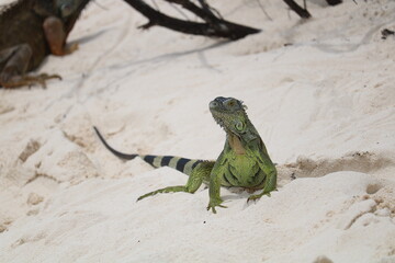 Shanghai Lockdown march 31 2022