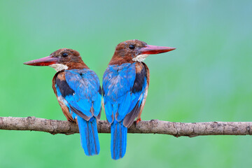 juvenile birds with growing hair on their face and back wings sitting along side on wooden branch over fine blur green background, White-throated kingfisher