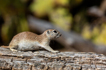 Round tailed ground squirrel, Xerospermophilus tereticaudus, in the Sonoran Desert. A cute rodent posing and grooming with prickly pear cactus in the background. Pima County, Tucson, Arizona, USA.