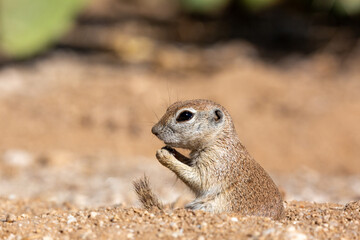 A female round tailed ground squirrel, Xerospermophilus tereticaudus. A cute rodent in the Sonoran Desert. Close up detail of adorable wildlife in the American Southwest. Pima county, Tucson, Arizona.