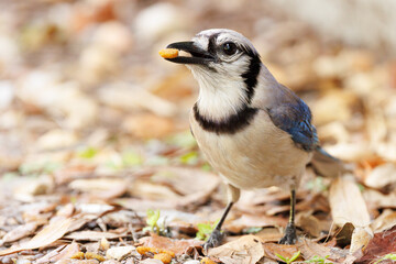 Blue jay (Cyanocitta cristata) eating a piece of cat food in Sarasota, Florida