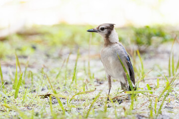 Blue jay (Cyanocitta cristata), possibly young adult or juvenile, in Sarasota Florida. (Comments on its life stage are tentative—I’m not an expert.)