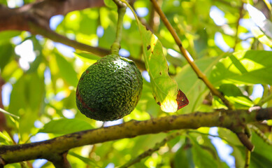 avocado fruit hanging on tree