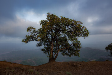 tree on the hill