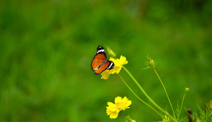 Butterflies are swarming flowers in the flower garden.	