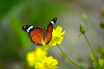Obraz premium Butterflies are swarming flowers in the flower garden. 