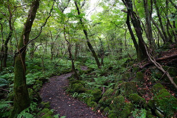 mossy rocks and trees in deep forest