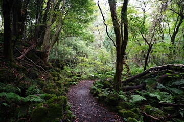 Obraz premium mossy rocks and trees in deep forest