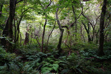 primeval forest with fern and old trees