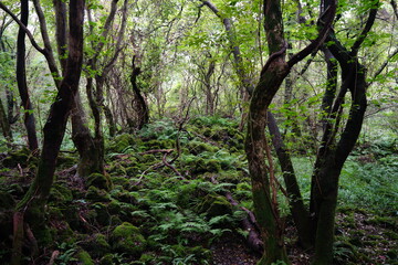 mossy rocks and trees in deep forest