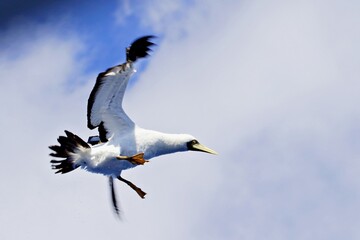 Nahaufnahme Sturmvogel im Flug