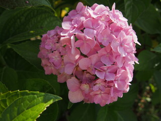 ピンク色のアジサイの花一輪