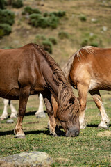 Caballos en el Pla de Boet