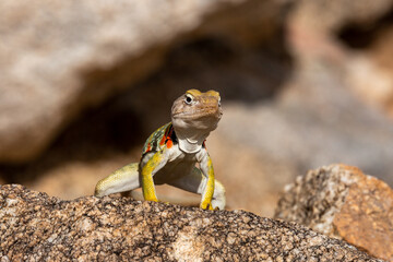Collared lizard, Crotaphytus collaris, basking on a boulder in the Sonoran Desert landscape in the foothills of the Catalina Mountains. Beautiful, colorful reptile. Pima County, Arizona, USA.