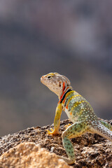 Collared lizard, Crotaphytus collaris, basking on a boulder while surveying the Sonoran Desert landscape in the foothills of the Catalina Mountains. Beautiful, colorful reptile. Pima County, Arizona.