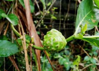 Noni fruit,growth fresh on the tree at the garden