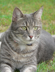 Cute grey cat sitting on the grass