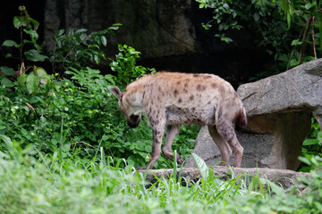 Hayena in the Greater Kruger National Park in South Africa.