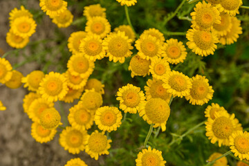 Golden marguerite (Anthemis tinctoria), dye plant.