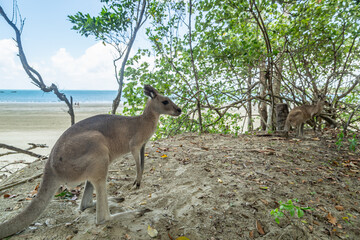 Naklejka premium Kangaroo near the beach
