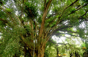 Big Banyan tree,with old root texture,growth in the temple area in Tampaksiring,Gianyar,Bali Indonesia