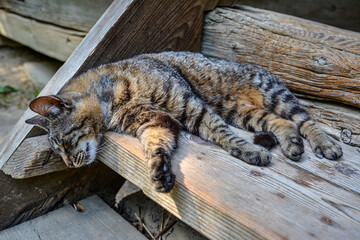 The cat is sleeping.