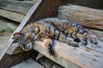 The cat is sleeping.