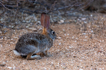 Desert cottontail rabbit, Sylvilagus audubonii, a cute bunny in the Sonoran Desert. Native wildlife foraging for food in a beautiful desert environment. Pima County, Tucson, Arizona, USA.
