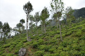 Sri Lanka travelling