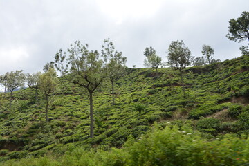 Sri Lanka travelling