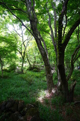 dense wild forest in spring