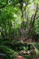 dense wild forest in spring