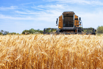 combine harvester cutting ripe wheat on field