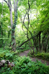 Fototapeta na wymiar fallen and old trees in deep forest