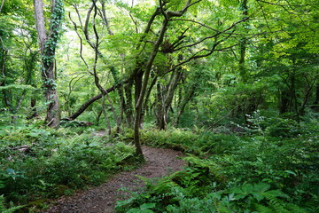 Obraz premium fine spring forest in the gleaming sunlight