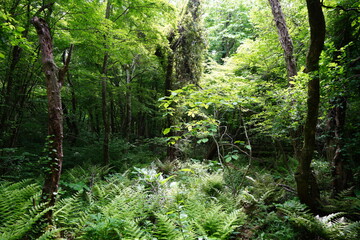 Fototapeta na wymiar dense wild forest in spring