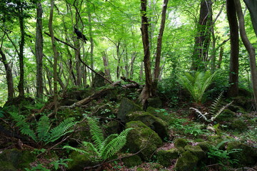 dense wild forest in spring