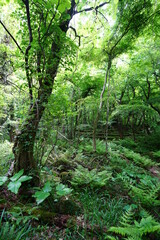 fallen and old trees in deep forest