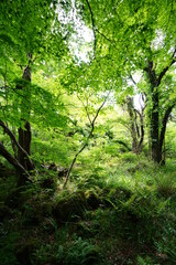 Obraz premium dense wild forest in spring