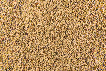 fresh arabica coffee beans in sunny, before roasted