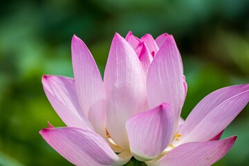 pink lotus flower