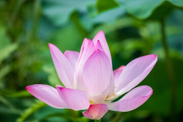 pink water lily